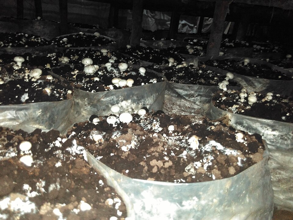 食用菌栽培生产（产业示意）
